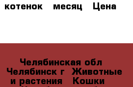 котенок 1 месяц › Цена ­ 10 - Челябинская обл., Челябинск г. Животные и растения » Кошки   . Челябинская обл.